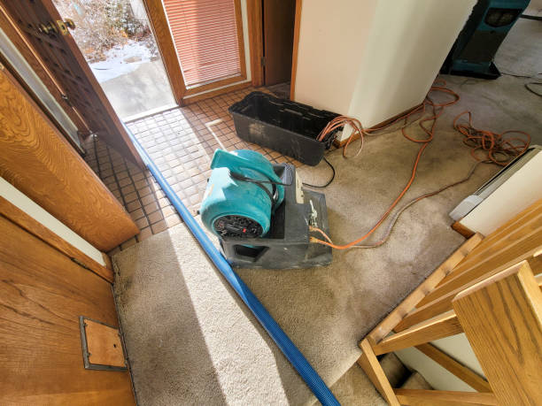 Best Mold removal after water damage  in La Feria, TX