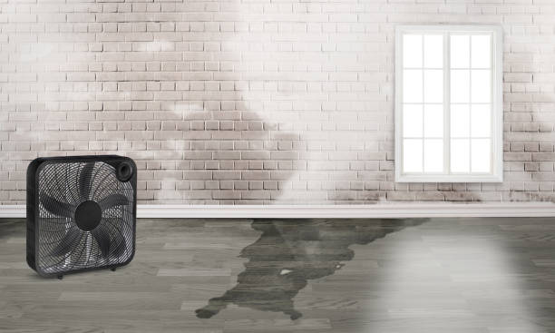 Best Water damage contractors near me  in La Feria, TX